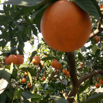 重庆果树价格评估标准脐橙树价格评估