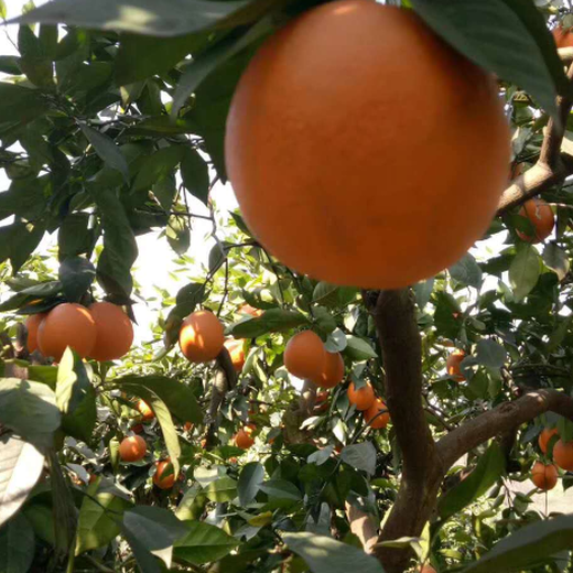 郴州果园果树资产评估经营收益评估