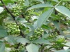 河北果树价格评估标准榔榆盆景价格评估