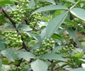 江苏果树价格评估收费标准猕猴桃价格评估
