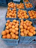 上海果园果树价值评估经营收益评估