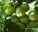 新疆果树价格评估收费标准经果林价格评估图片