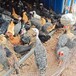 黑山鸡价格评估山东养鸡场评估流程