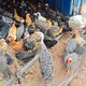 农村合作社养鸡场评估图