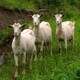 評(píng)估山羊養(yǎng)殖場圖