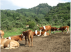 青海养殖场资产评估政策养牛场价格评估