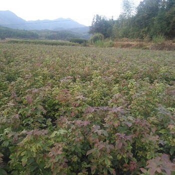 廣西地徑1公分楓香小苗多少錢(qián)一棵