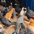 青海养鸡场评估标准，窑鸡价格评估图片