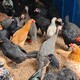 农村合作社养鸡场评估图