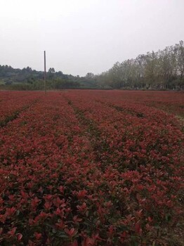 新疆80CM高紅葉石楠苗市場價格