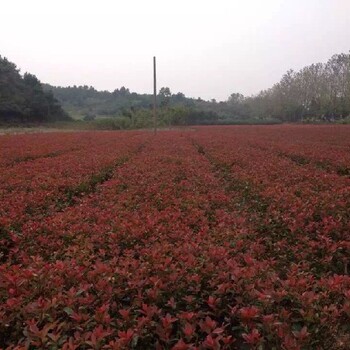 上海3公分红叶石楠苗报价