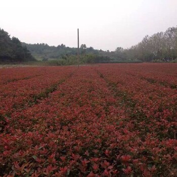 湖北一年生红叶石楠苗厂家联系方式