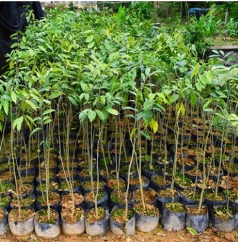 廣西花梨木苗基地,花櫚木