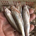 黑龙江长期收购淡水鱼淡水鱼上门收购淡水鱼干收购厂家