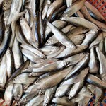 大量收購(gòu)飼料魚(yú)清塘鯽魚(yú)小雜魚(yú)大量收購(gòu)死魚(yú)死蝦