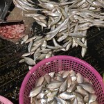 黑龙江大量收购小杂鱼小杂鱼收购加工企业收购冷冻淡水鱼