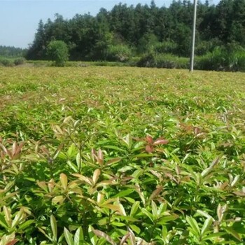 福建1公分木荷苗供應(yīng)