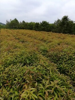 广东2公分木荷杯苗多少钱一株