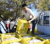 内蒙古采购大银鱼受精卵价格水库银鱼卵投放价格人工放流银鱼卵孵化