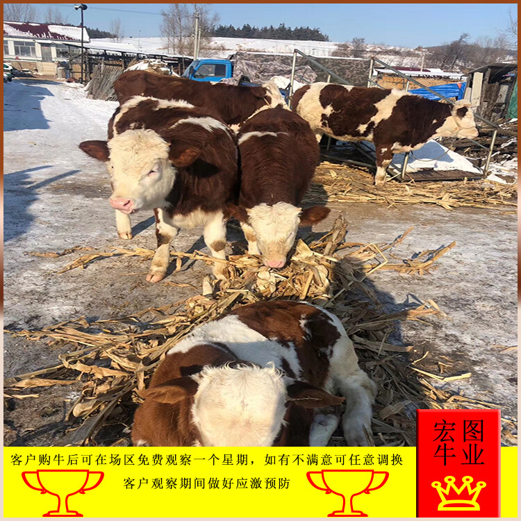 西門塔爾牛犢子