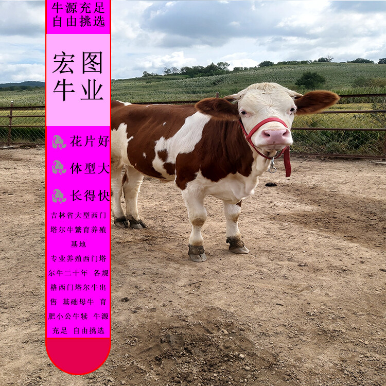 西門(mén)塔爾小母牛