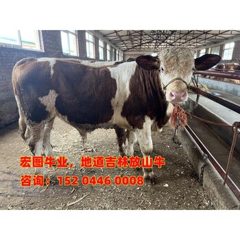 四百斤的西門塔爾牛犢小母牛價格表