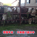 500--600斤西门塔尔小牛出售