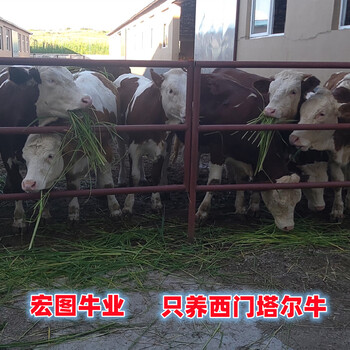 5之6個月的西門塔爾繁殖母牛價錢