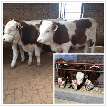 400斤西门塔尔牛小母牛的价钱