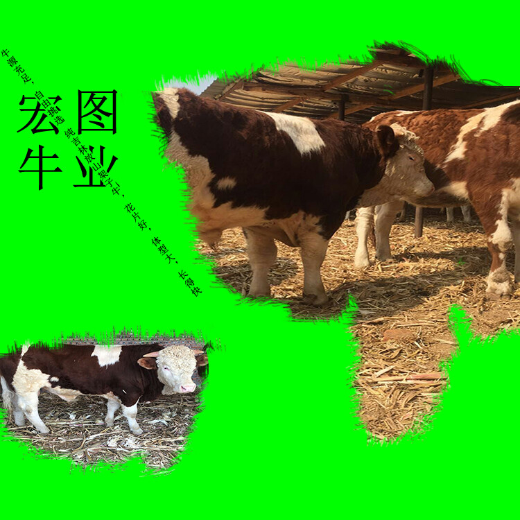 西門塔爾牛小母牛