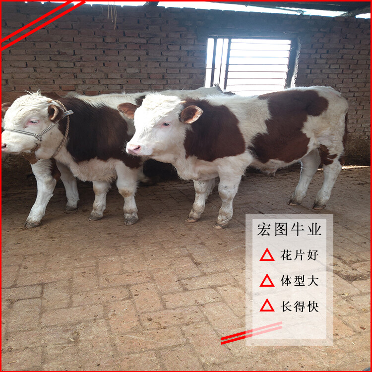 西門塔爾小母牛犢