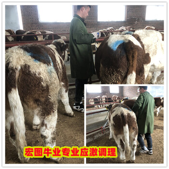 5之6個月的西門塔爾繁殖母牛價錢