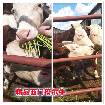 5個月西門塔爾小母牛苗出售
