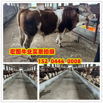 5之6個月的西門塔爾繁殖母牛價錢