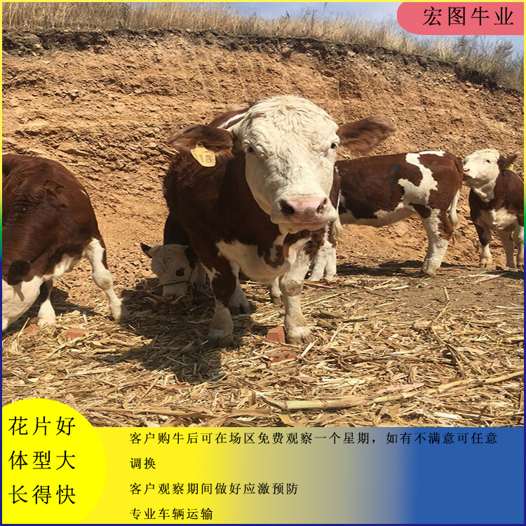 西门塔尔牛犊