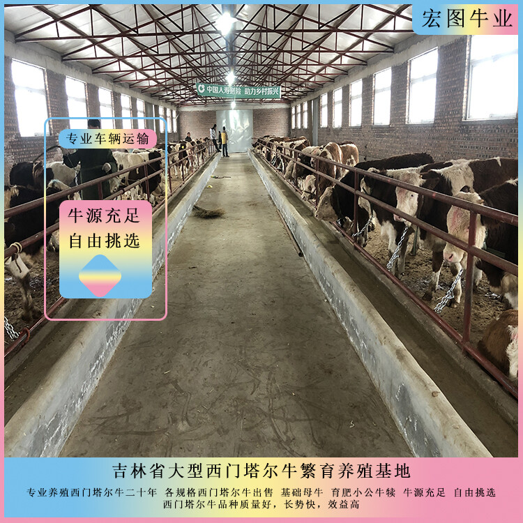 西門(mén)塔爾小母牛