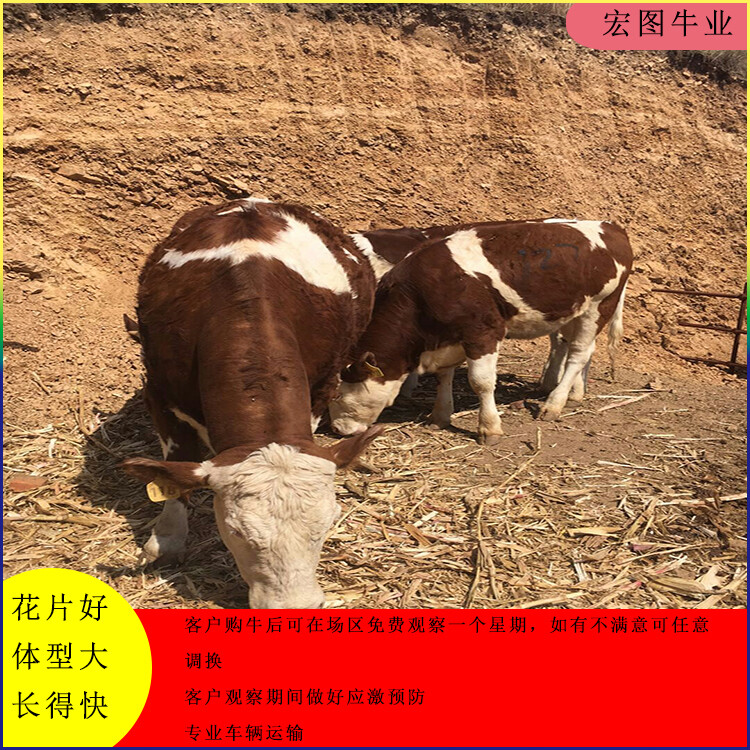 西門塔爾母牛苗