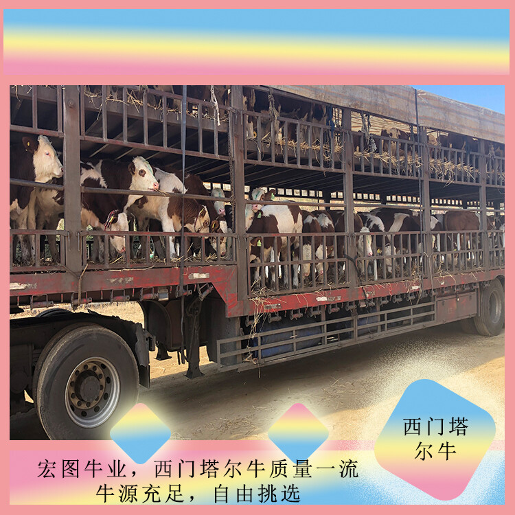 西門塔爾牛犢