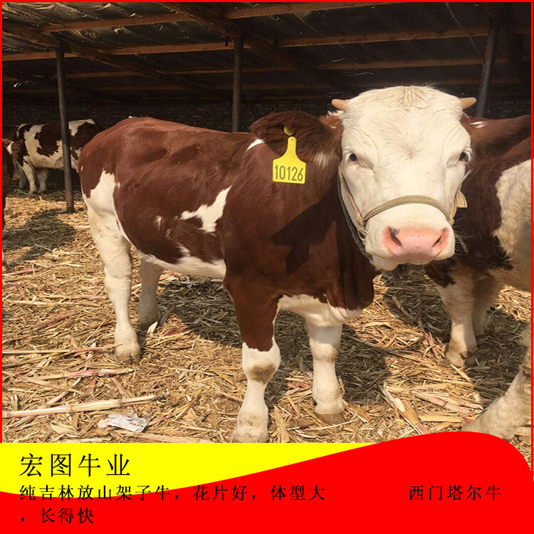 西門塔爾大母牛