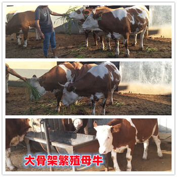 500--600斤西門塔爾牛犢現(xiàn)在什么價錢