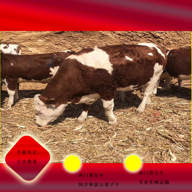 西門(mén)塔爾基礎(chǔ)母牛