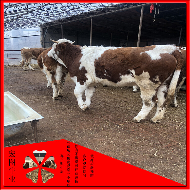 西門塔爾小母牛