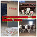 四百斤西门塔尔2岁母牛出售