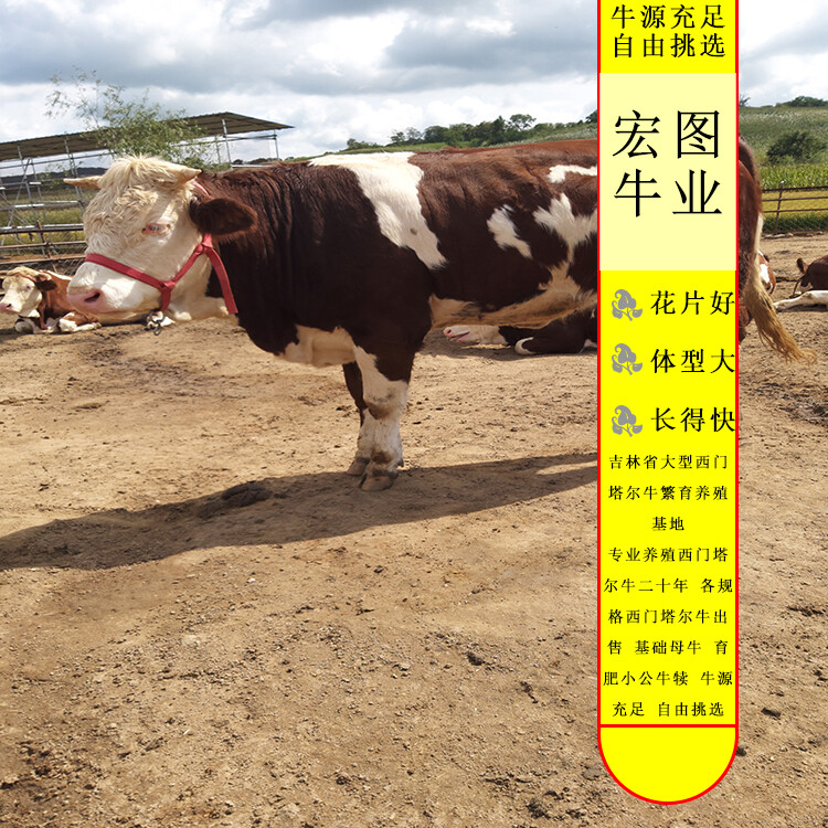 西門塔爾牛小母牛