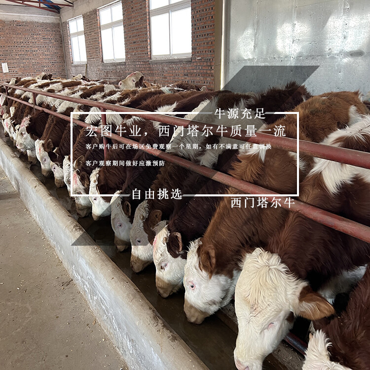 西門塔爾小公牛