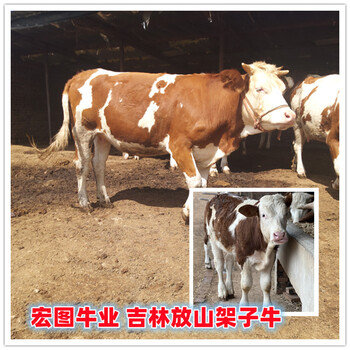 七個(gè)月的西門(mén)塔爾2歲母?，F(xiàn)在什么價(jià)錢(qián)