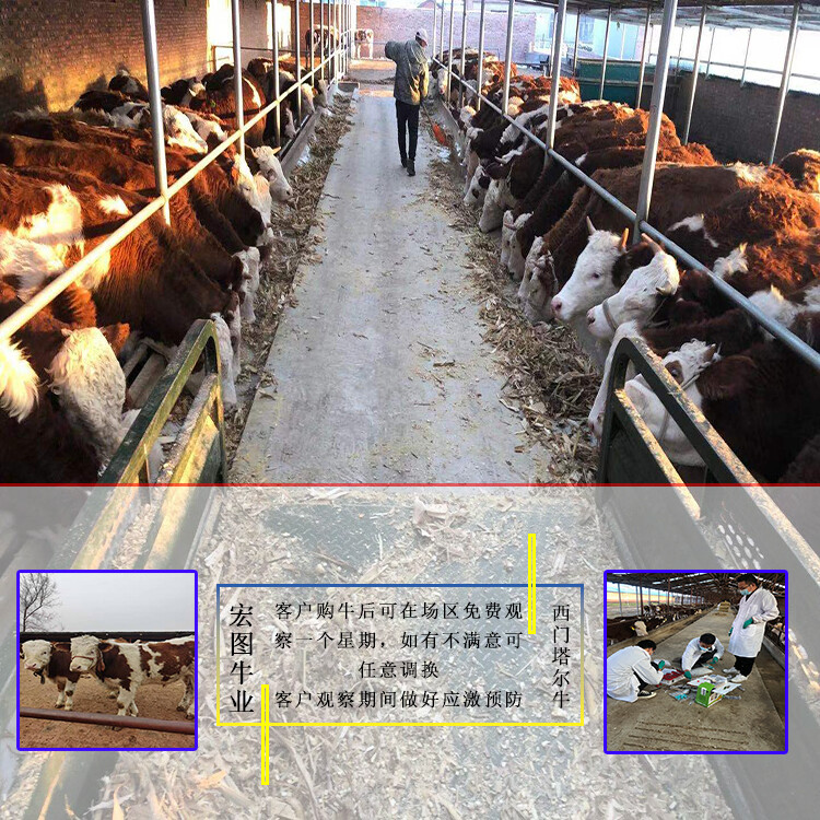 西門塔爾小母牛犢