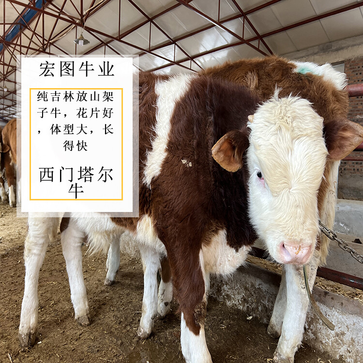 西門塔爾小母牛