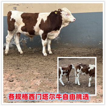 6之7個(gè)月西門塔爾牛小母牛新的價(jià)格
