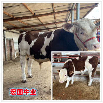 六百斤的西門塔爾牛犢子頭價格表